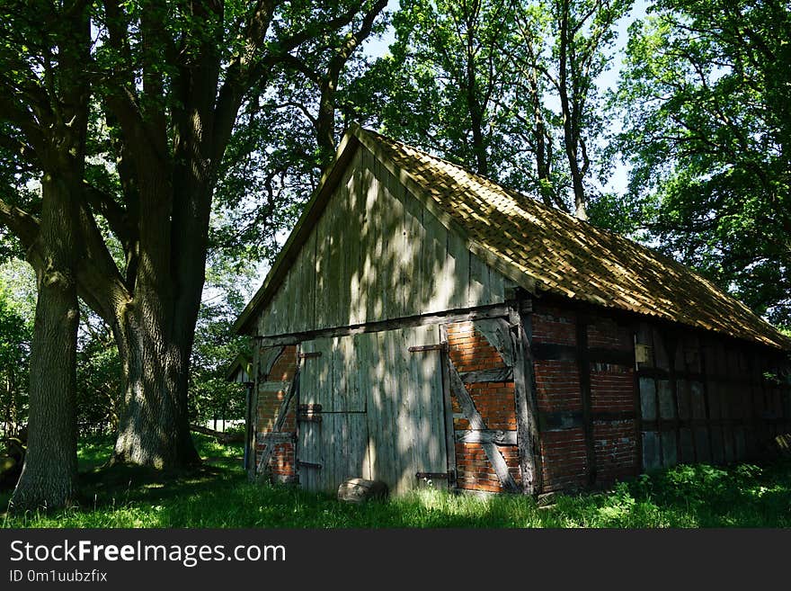 Shack, Hut, Shed, Tree