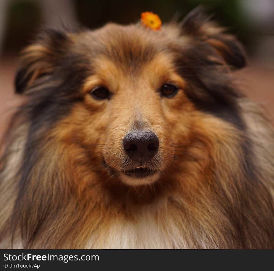 Dog, Dog Breed, Rough Collie, Scotch Collie