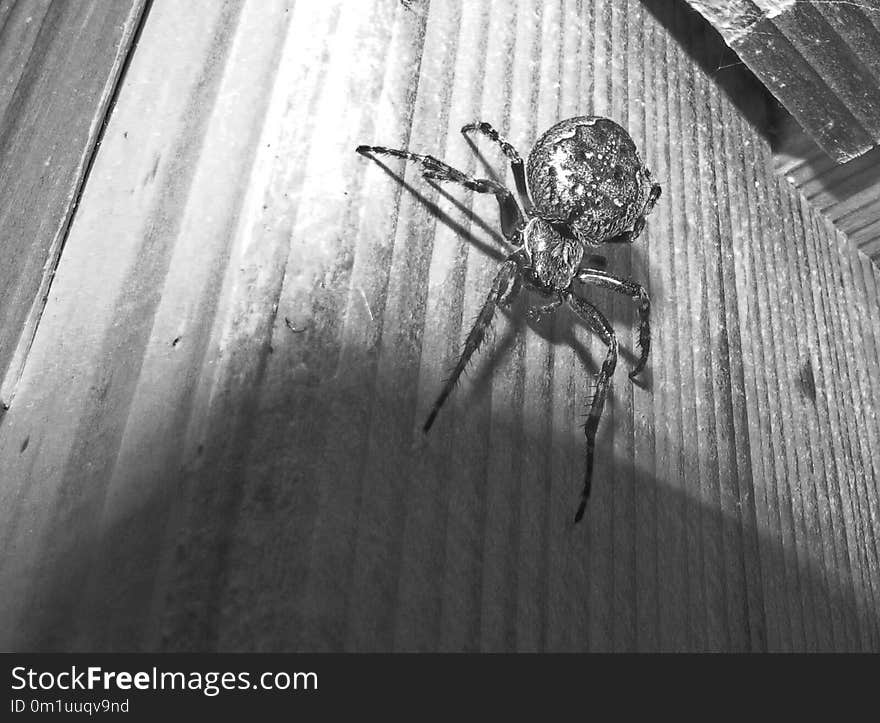 Arachnid, Spider, Black, Black And White