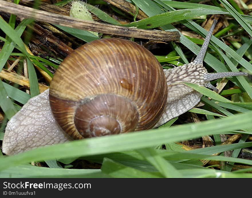 Molluscs, Snail, Snails And Slugs, Invertebrate