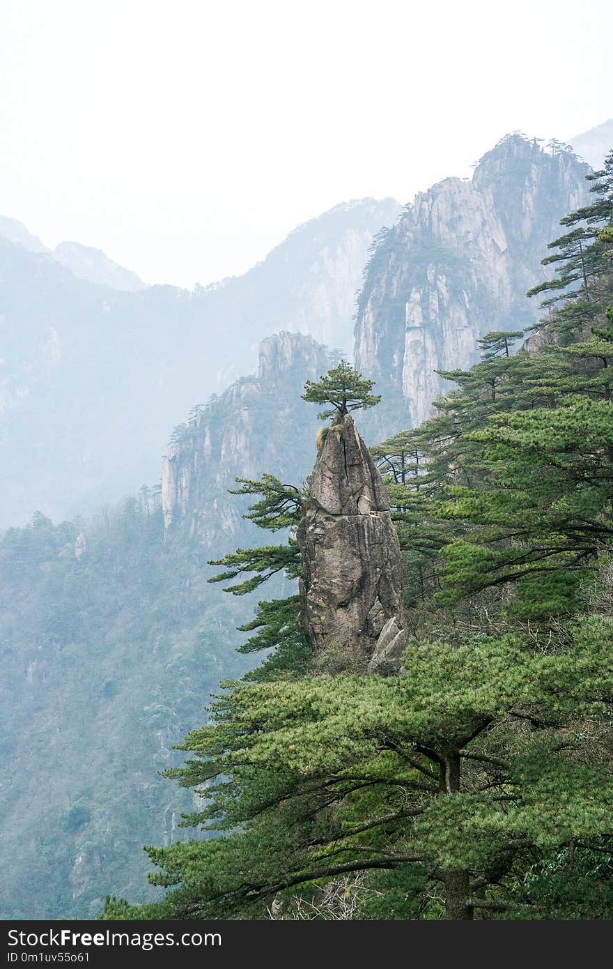 Vegetation, Mountain, Mountainous Landforms, Tree