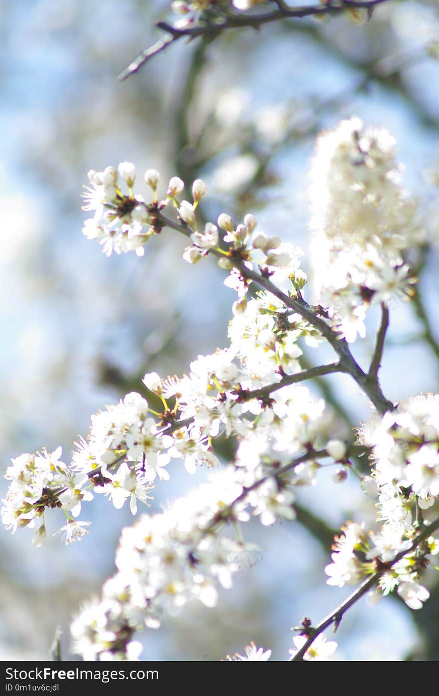 Blossom, Branch, Spring, Twig