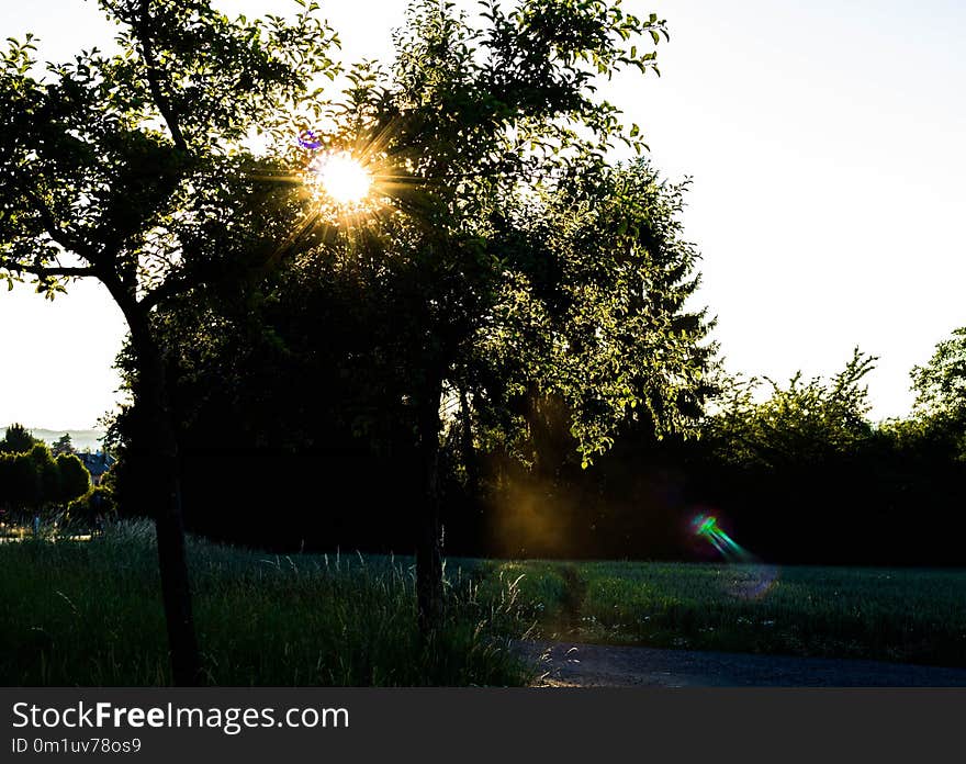 Nature, Tree, Sky, Sunlight