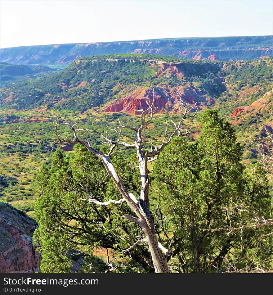 Tree, Vegetation, Wilderness, Nature Reserve