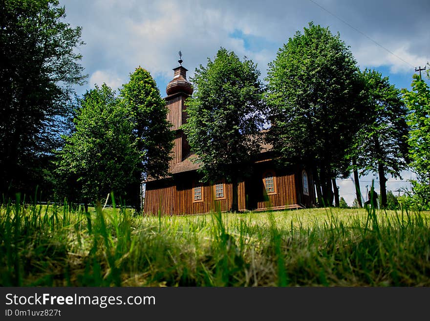 Nature, Green, Tree, Sky