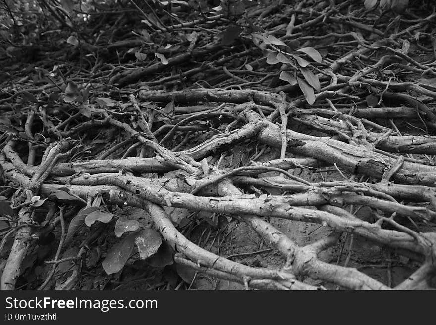 Black And White, Branch, Tree, Monochrome Photography