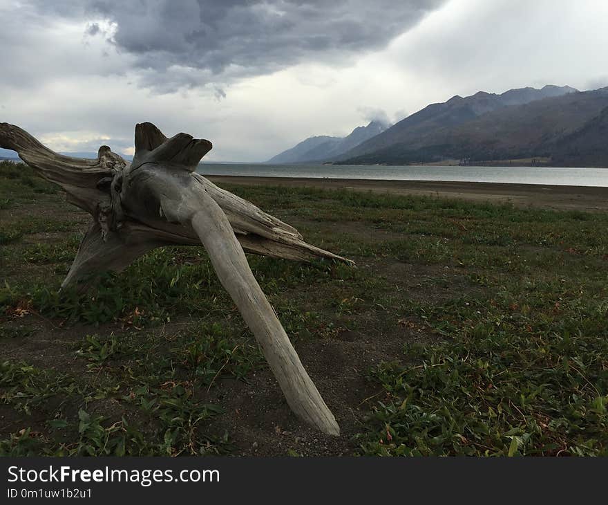 Ecosystem, Sky, Grass, Driftwood