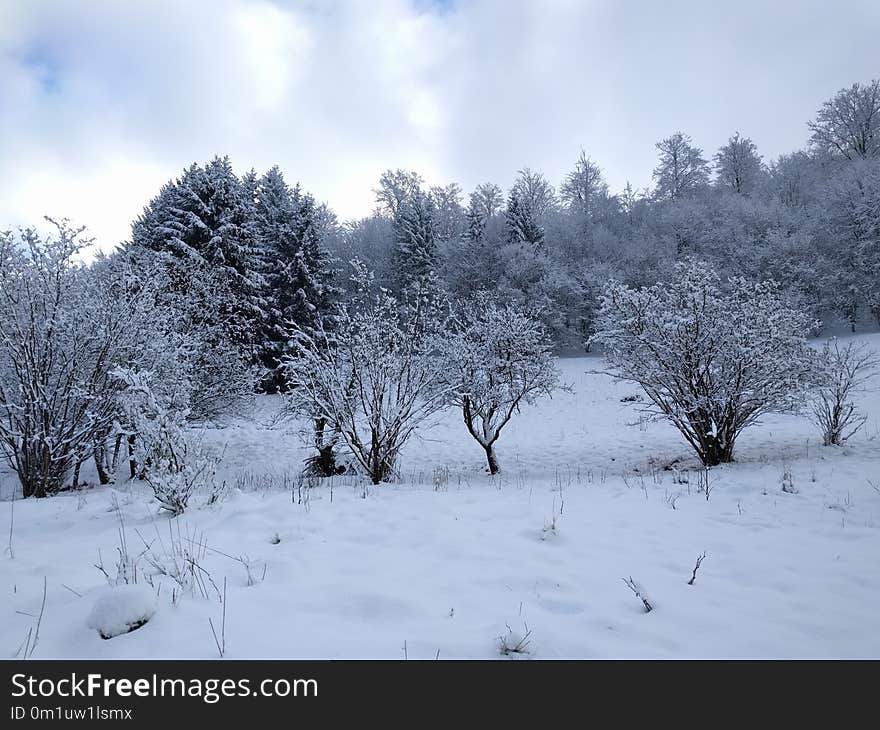 Snow, Winter, Frost, Freezing