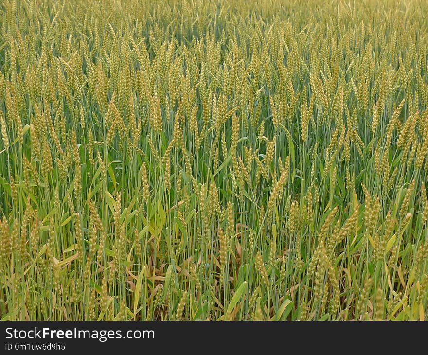 Crop, Food Grain, Grass Family, Wheat