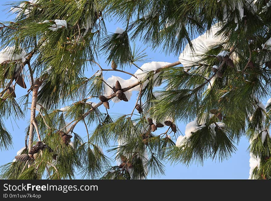 Tree, Woody Plant, Arecales, Palm Tree