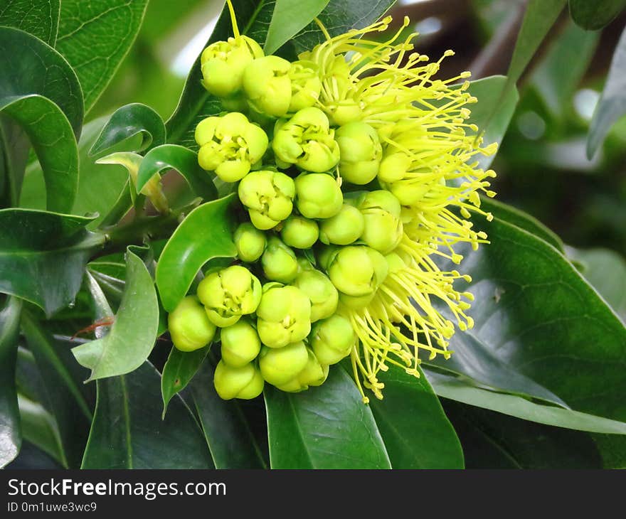 Plant, Fruit Tree, Fruit, Morinda