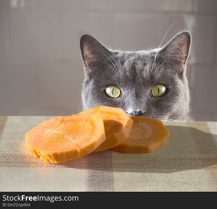 Cat and vegetables