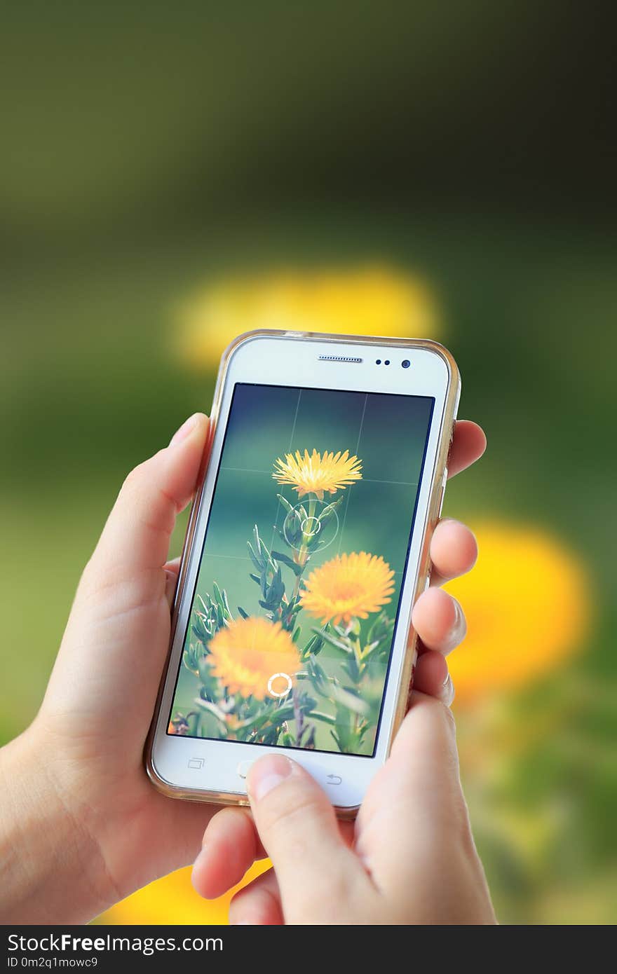 Woman photographing a flower with her cell phone.