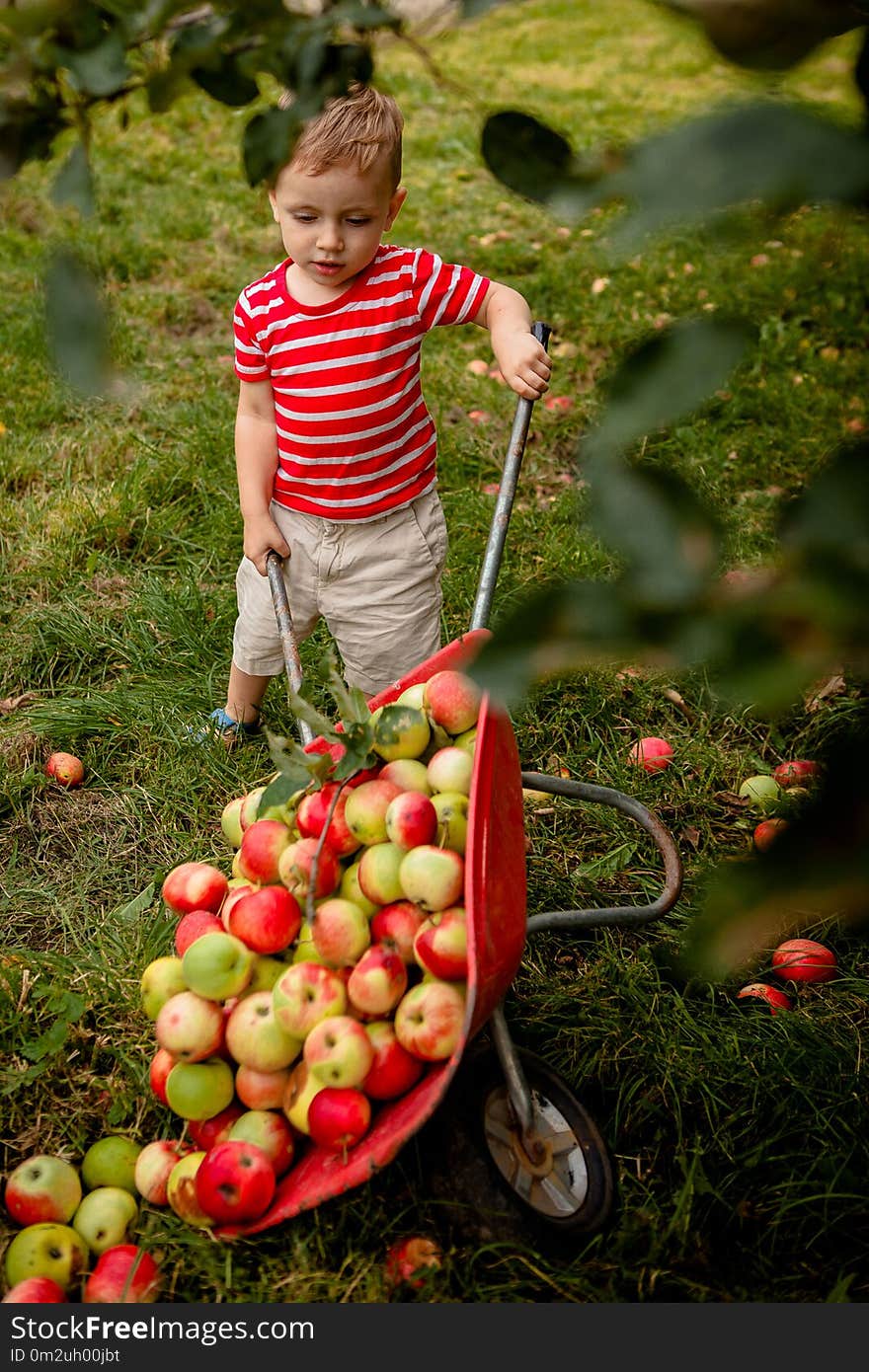 Child picking apples on a farm. Little boy playing in apple tree orchard. Kid pick fruit and put them in a wheelbarrow. Baby eating healthy fruits at fall harvest. Outdoor fun for children.