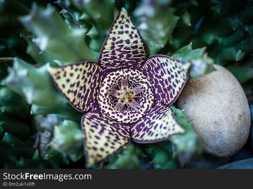 Close-up topview of a carrion flower blooming