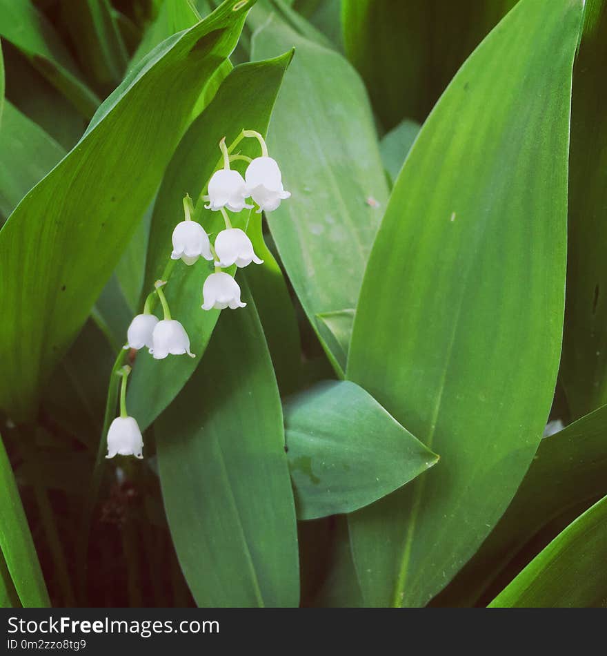 Lily of the valley in spring