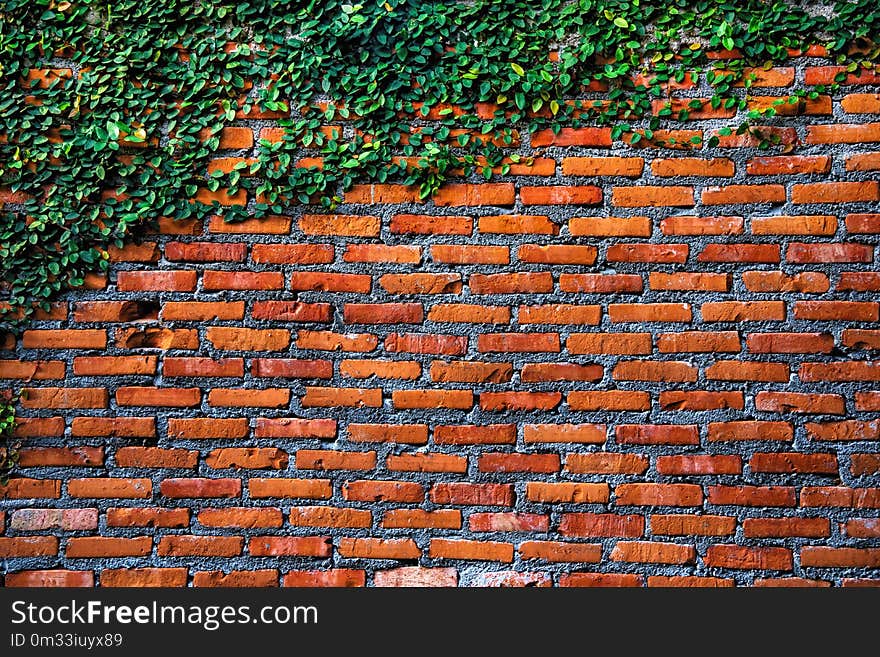 Coatbuttons or Mexican daisy on the Red brick blocks.