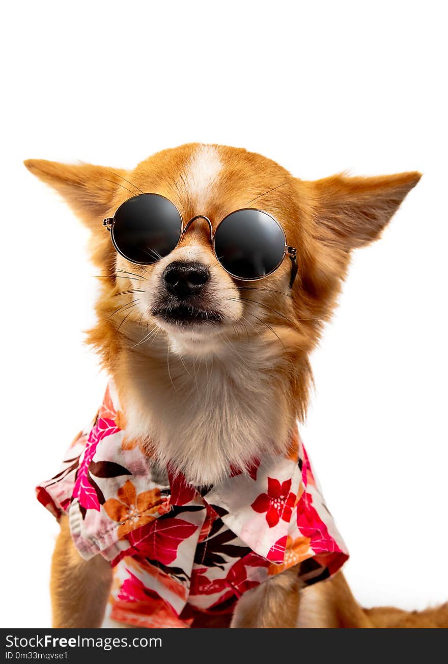 Chihuahua dog wearing a colorful shirt and black glasses. On a white background