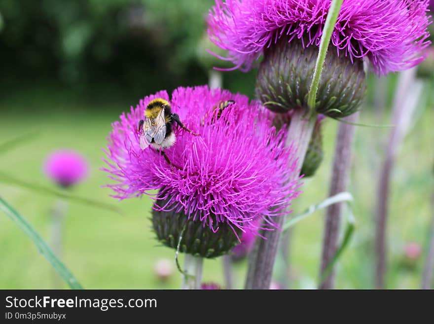 Silybum, Thistle, Purple, Flower