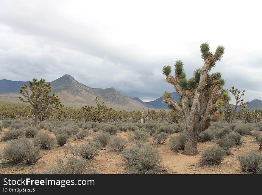 Vegetation, Ecosystem, Shrubland, Wilderness