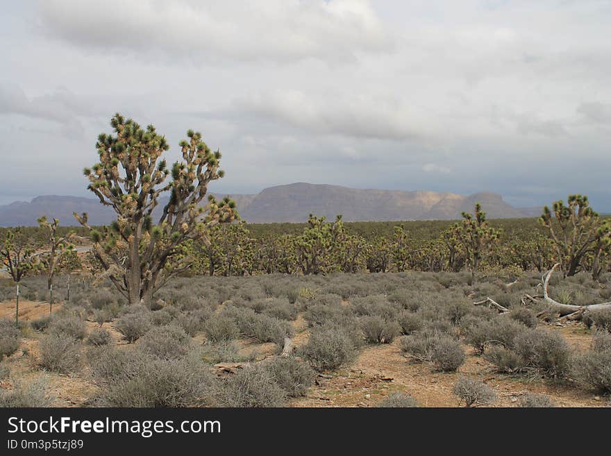 Vegetation, Ecosystem, Shrubland, Sky