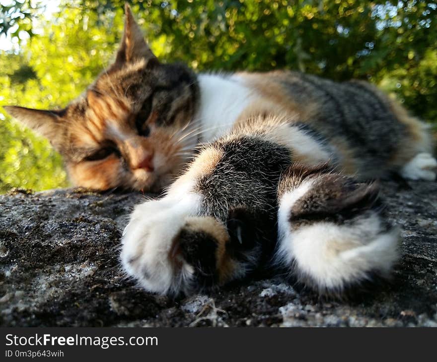 Cat, Whiskers, Fauna, Small To Medium Sized Cats