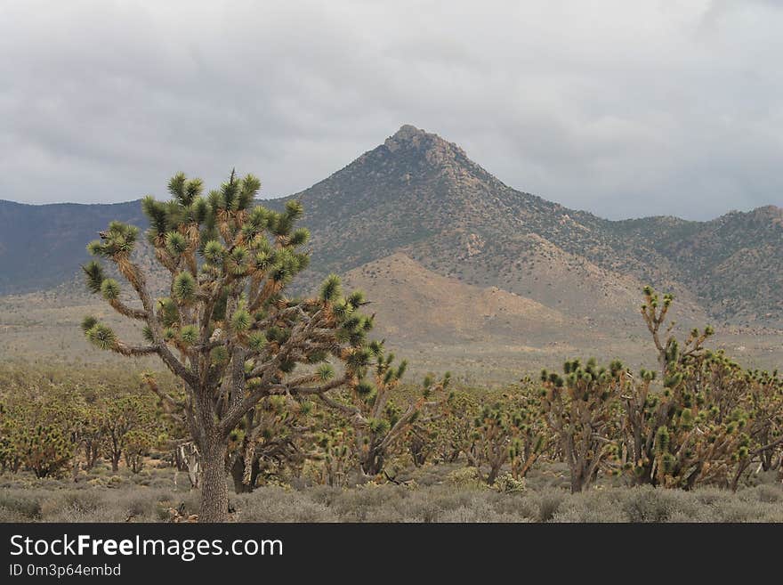 Ecosystem, Vegetation, Shrubland, Chaparral