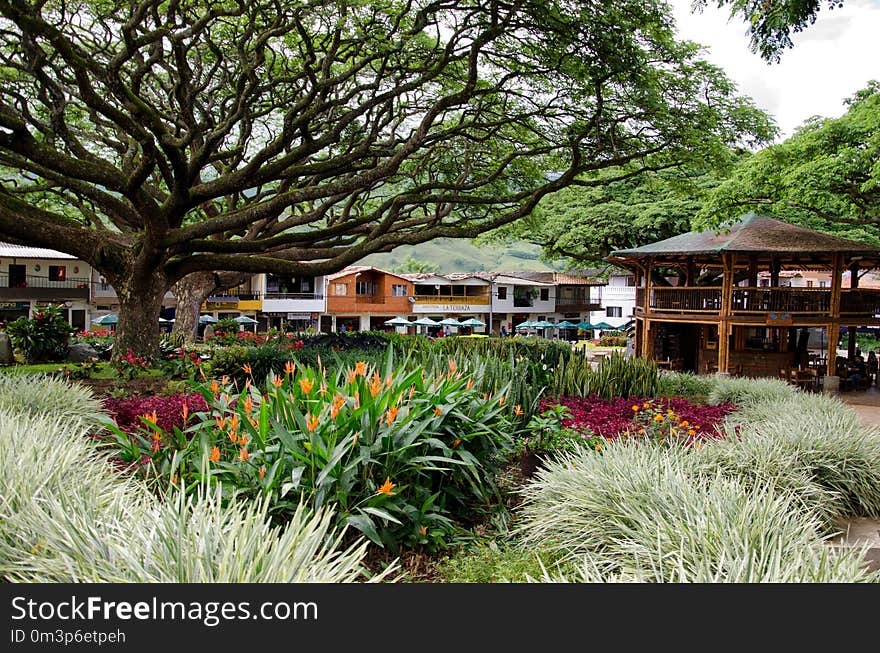 Plant, Tree, Garden, Grass