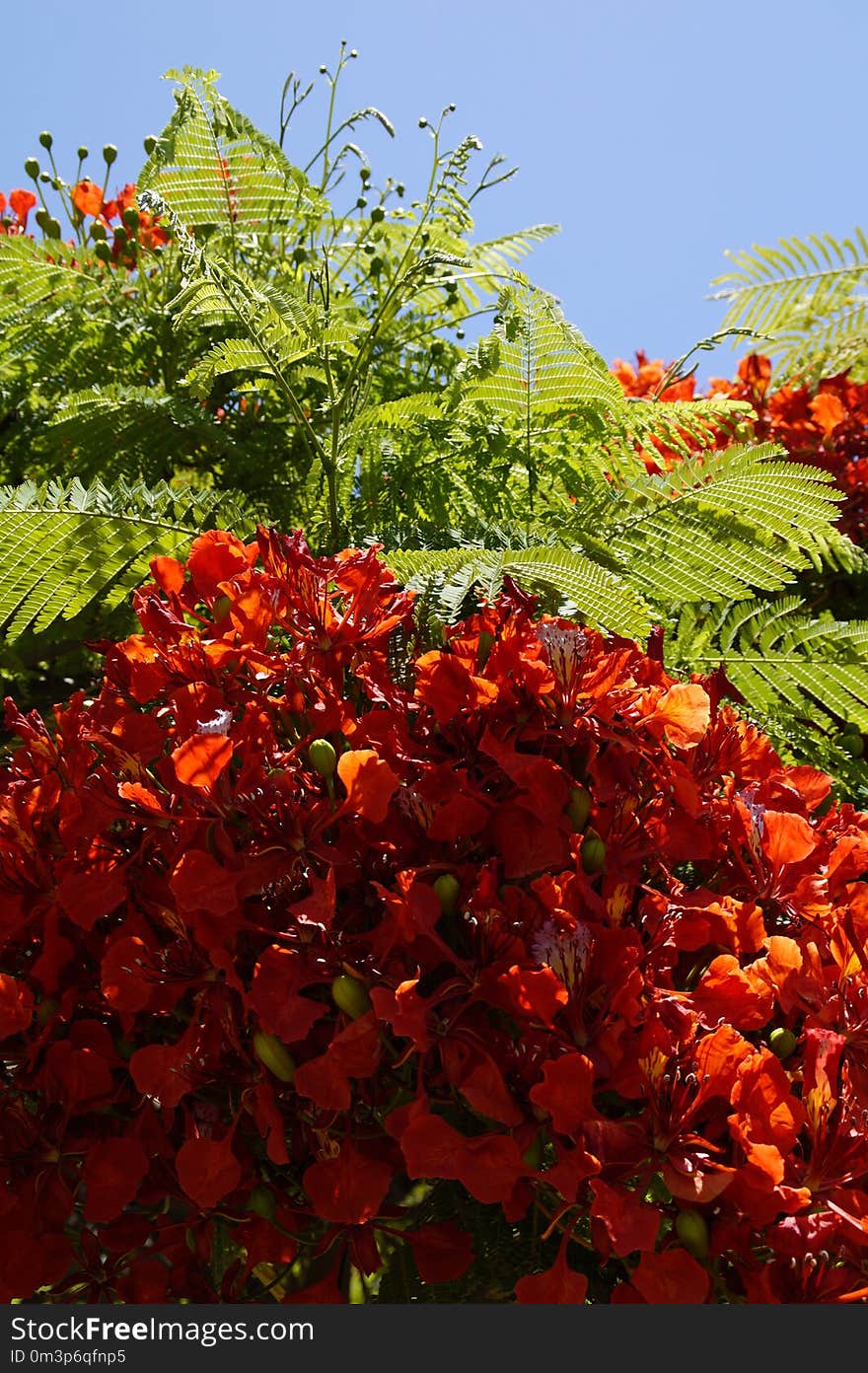 Leaf, Plant, Flower, Flora