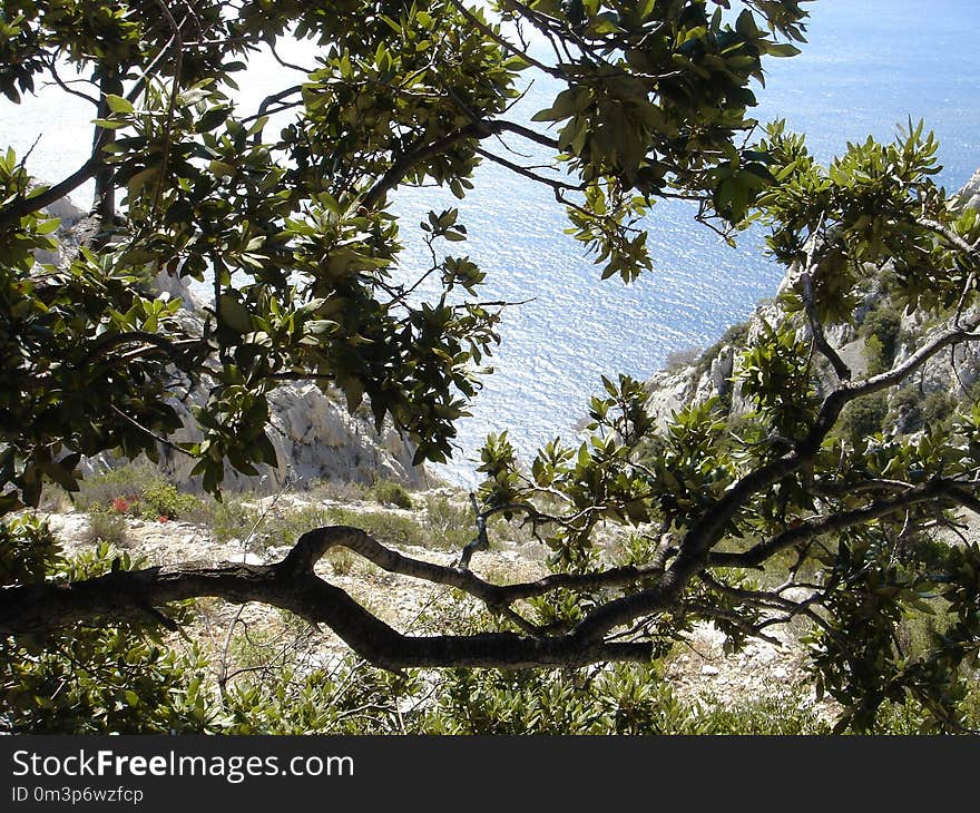 Tree, Vegetation, Branch, Plant