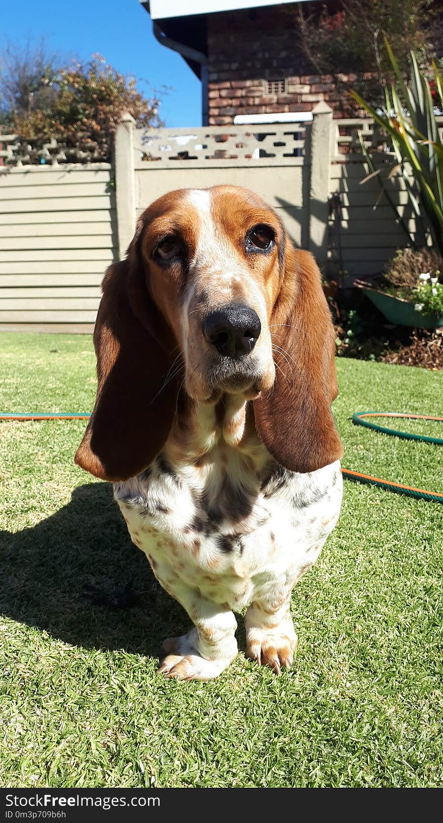 Basset Hound, Dog Breed, Dog, Basset Artésien Normand