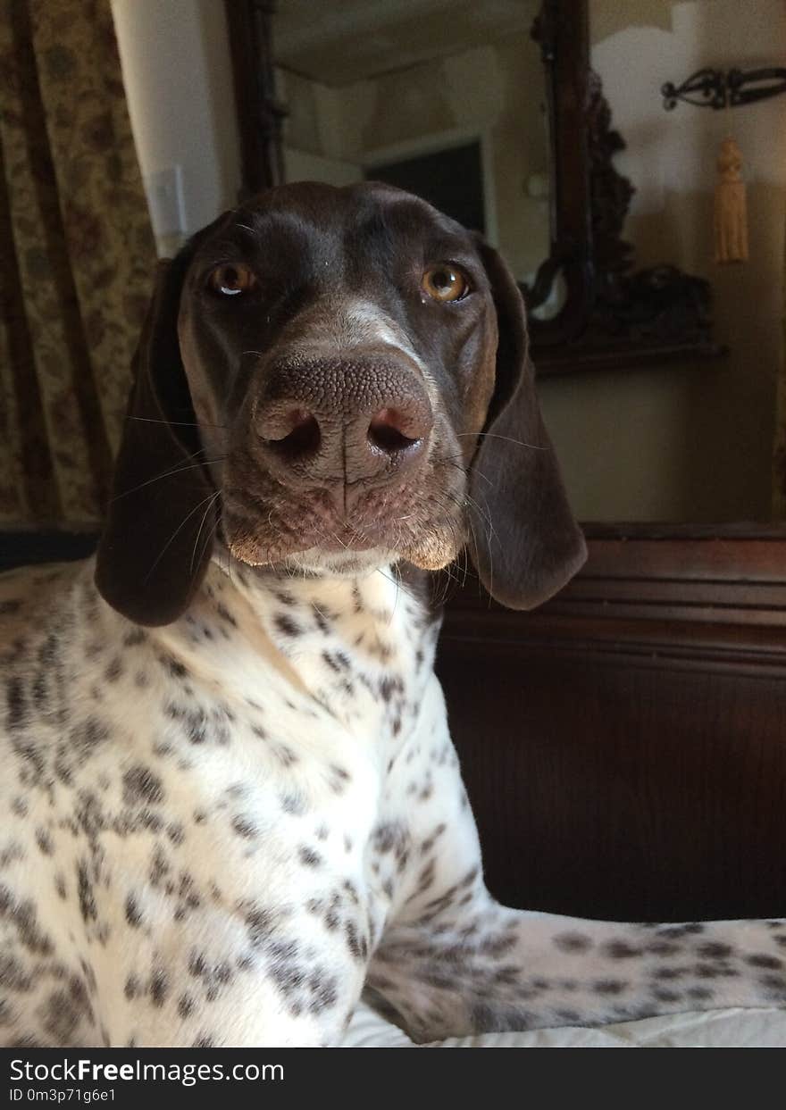 Dog Breed, Dog, Dog Like Mammal, Old Danish Pointer