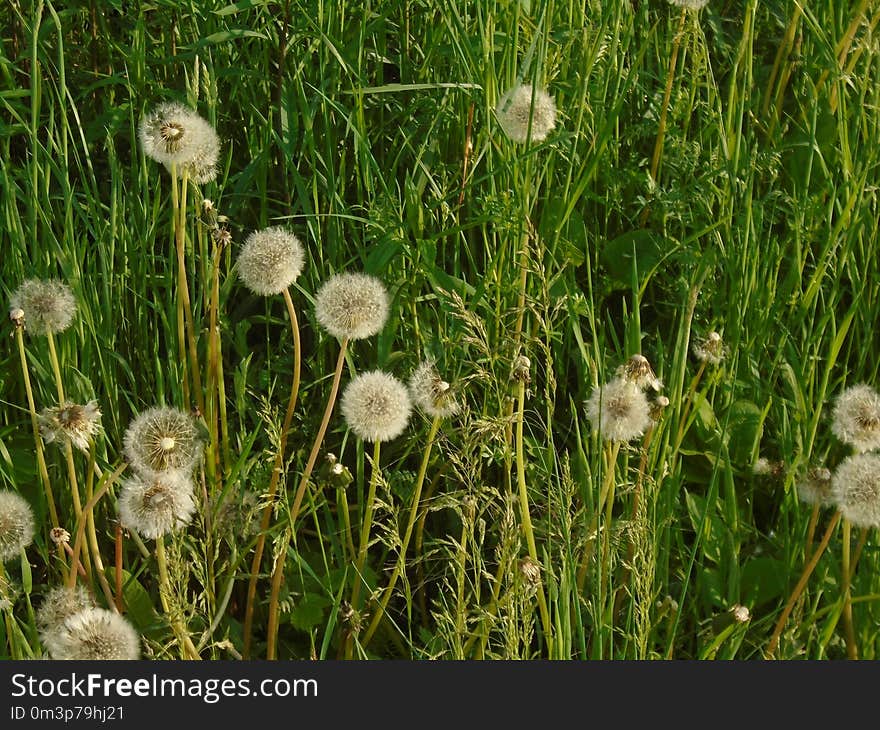 Grass, Flower, Dandelion, Plant