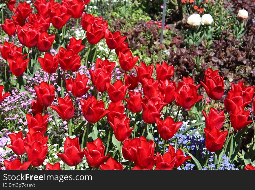 Flower, Plant, Flowering Plant, Tulip