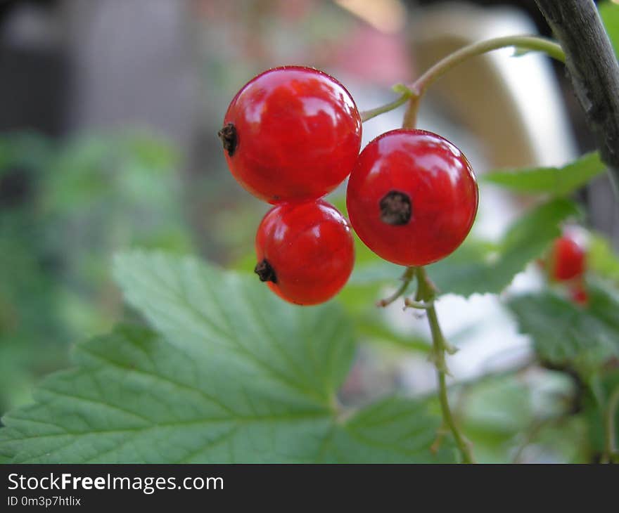 Berry, Fruit, Currant, Cherry