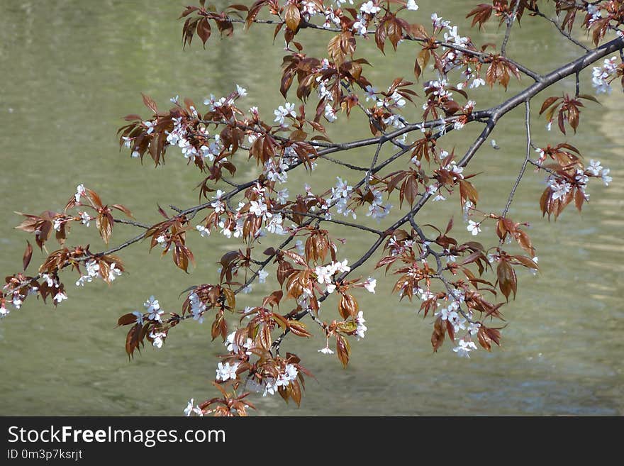 Water, Flora, Plant, Branch