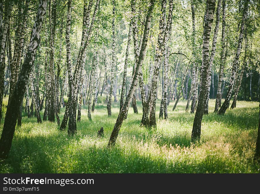 Ecosystem, Tree, Woodland, Grove