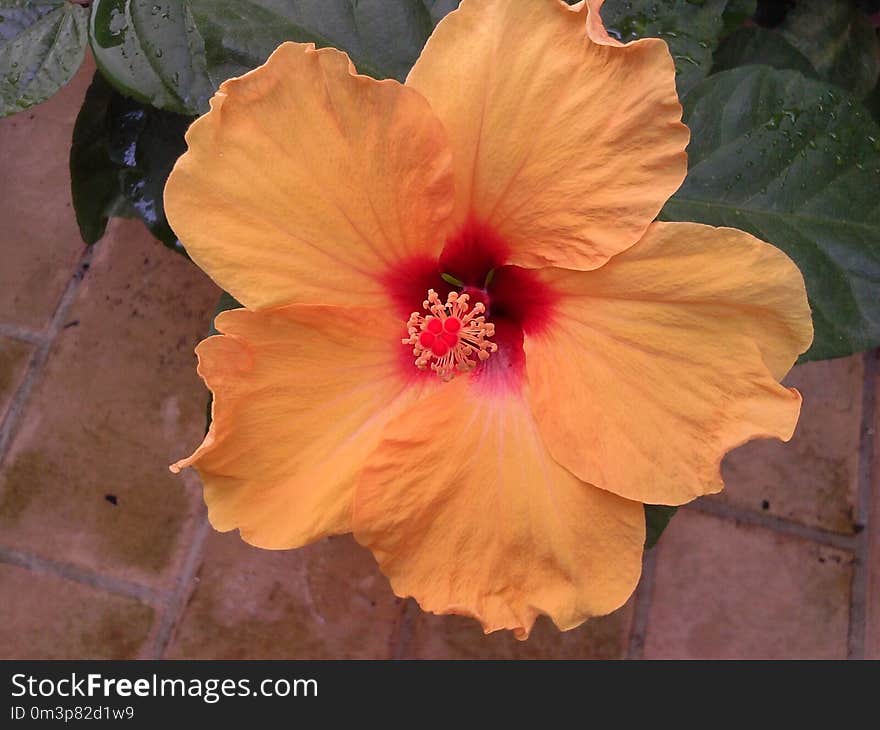 Flower, Hibiscus, Plant, Flowering Plant