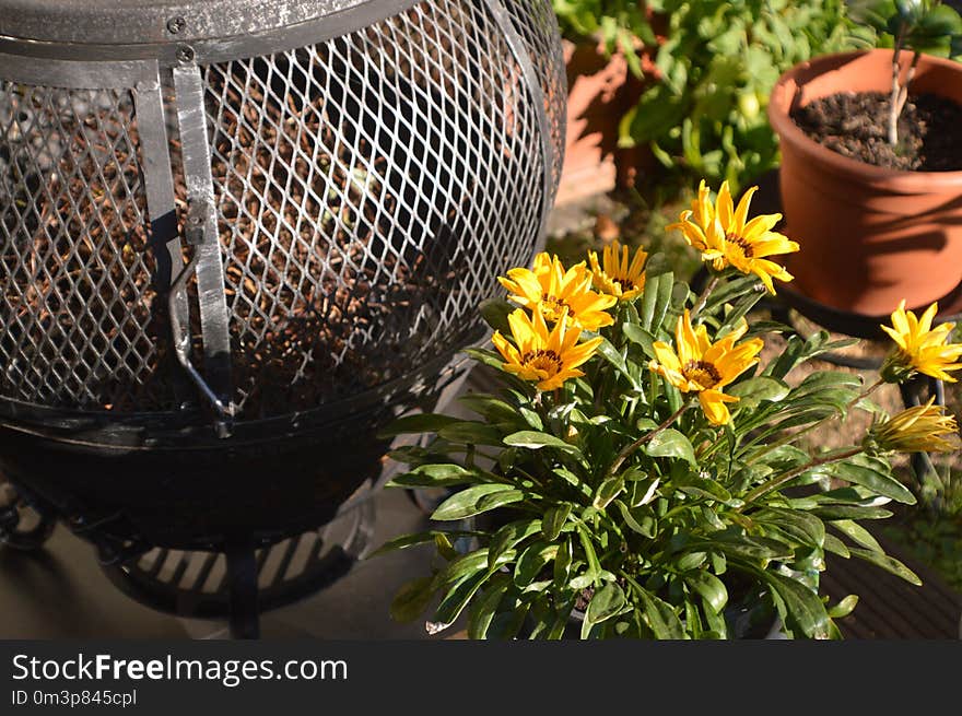 Flowerpot, Plant, Flower, Herb