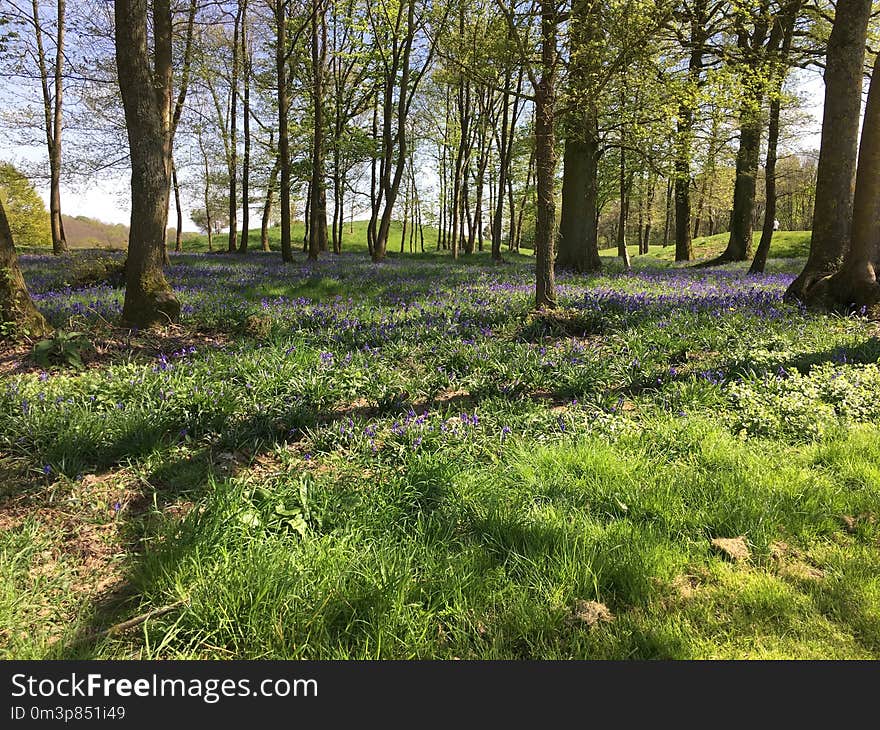 Ecosystem, Woodland, Vegetation, Grass