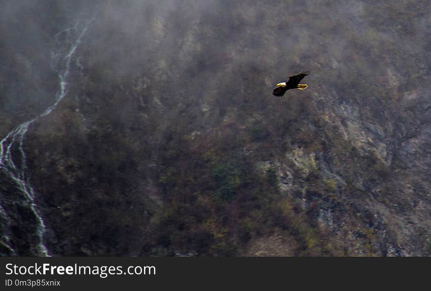 Vertebrate, Bird, Geological Phenomenon, Sky