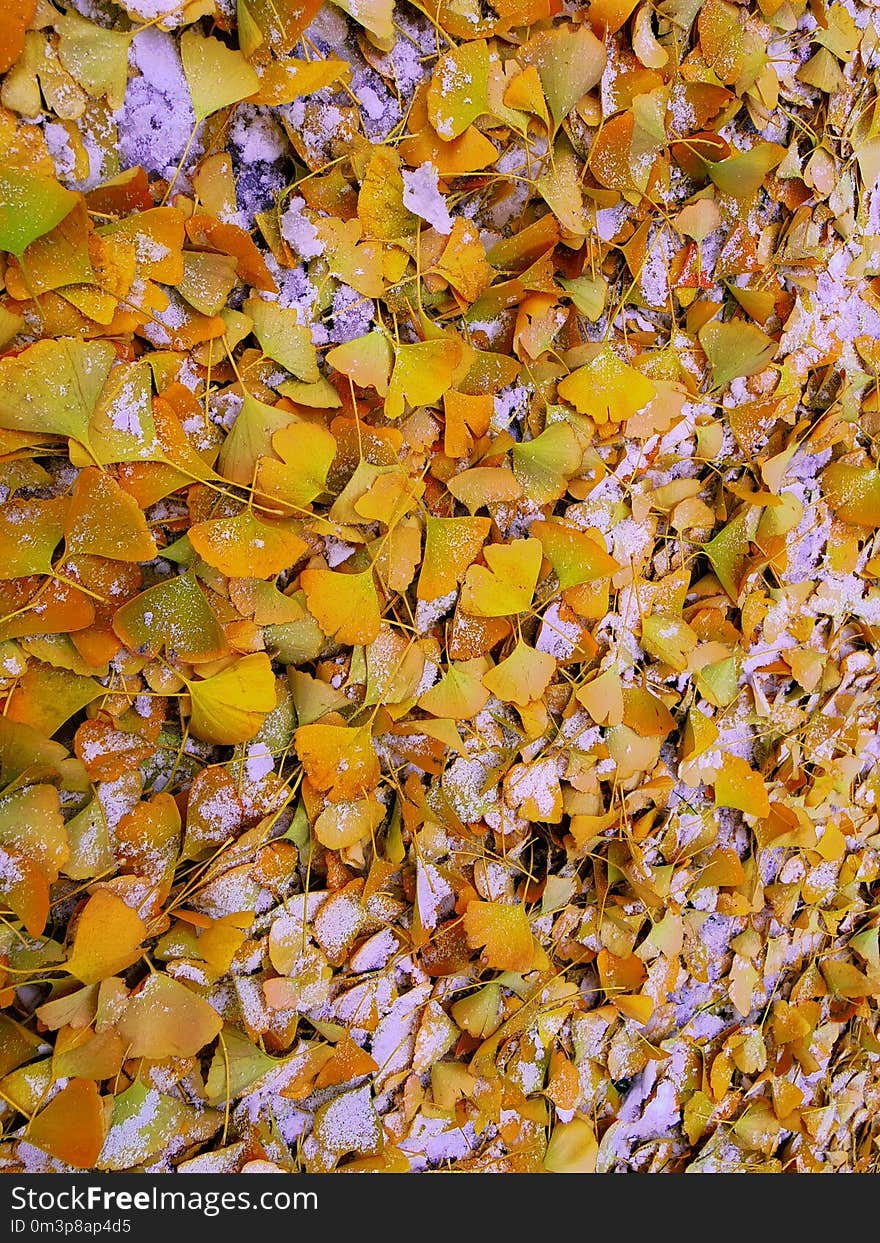 Yellow, Deciduous, Autumn, Leaf