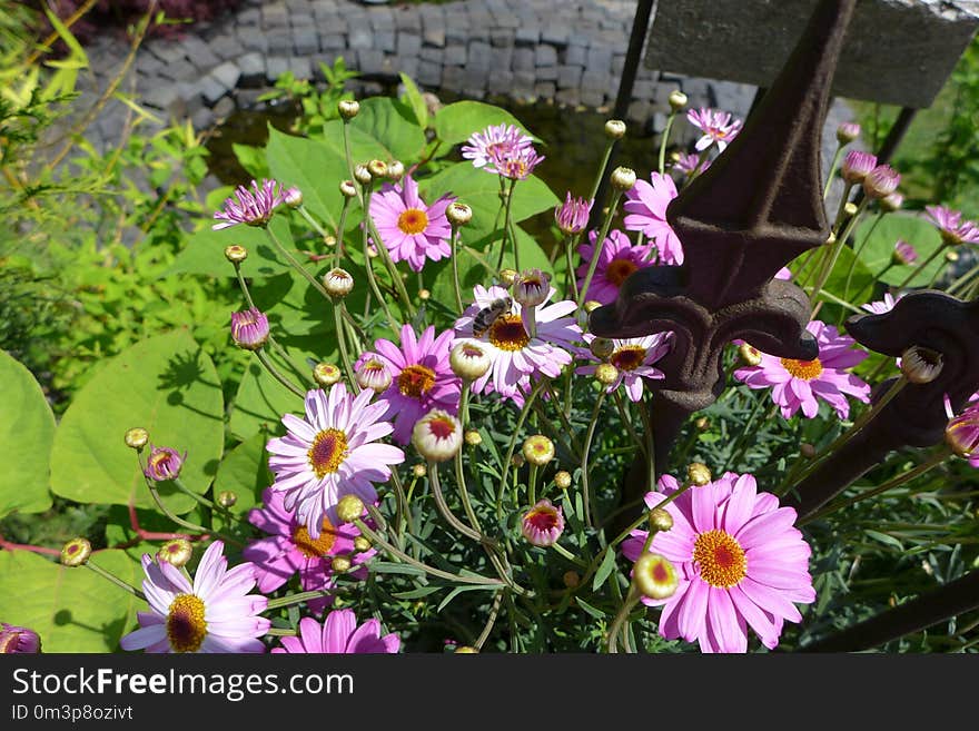 Flower, Plant, Flowering Plant, Flora