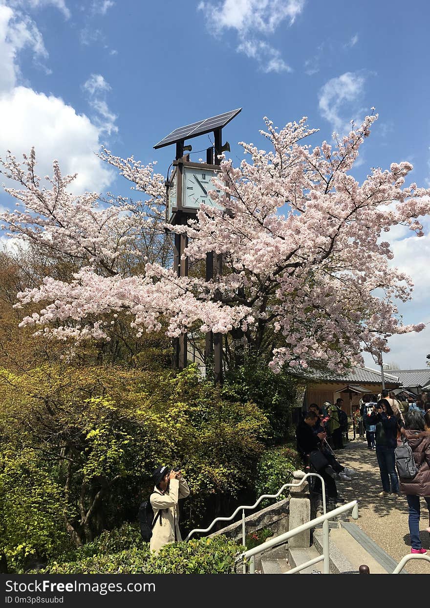 Flower, Plant, Tree, Cherry Blossom