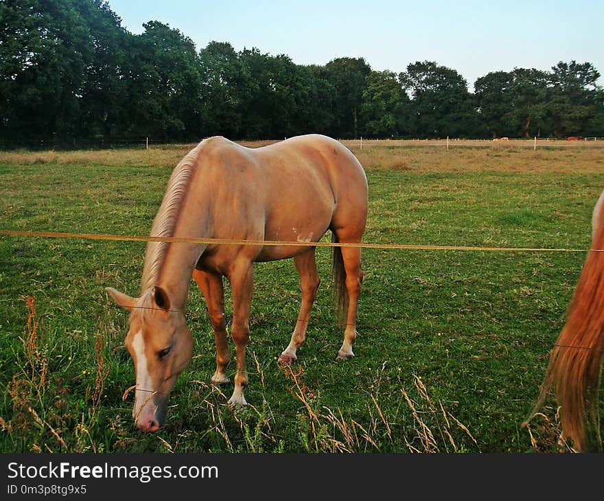 Horse, Pasture, Grassland, Ecosystem