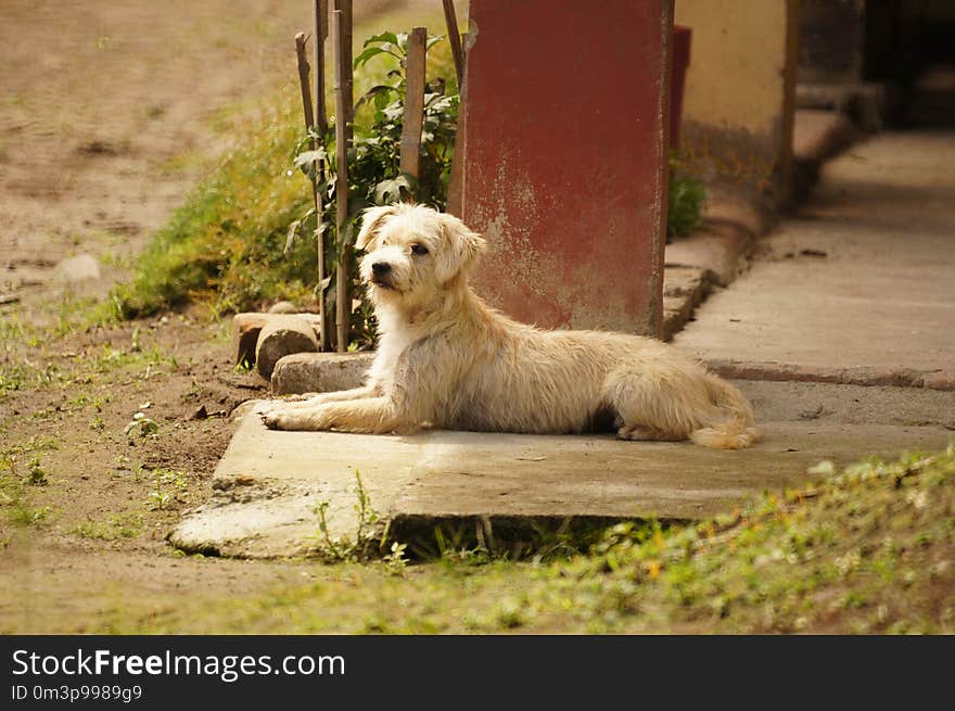 Dog Breed, Fauna, Dog, Street Dog