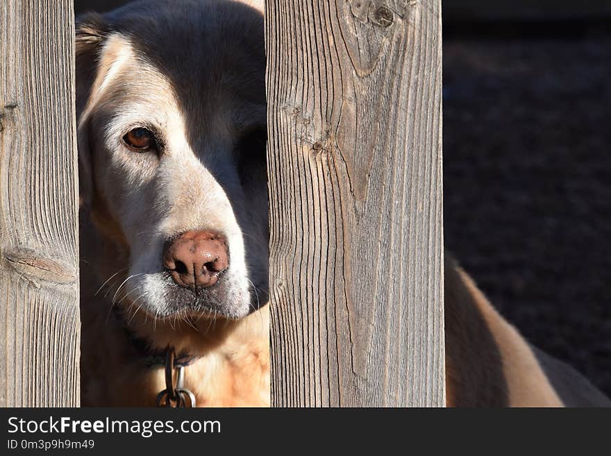 Dog, Dog Breed, Snout, Dog Like Mammal