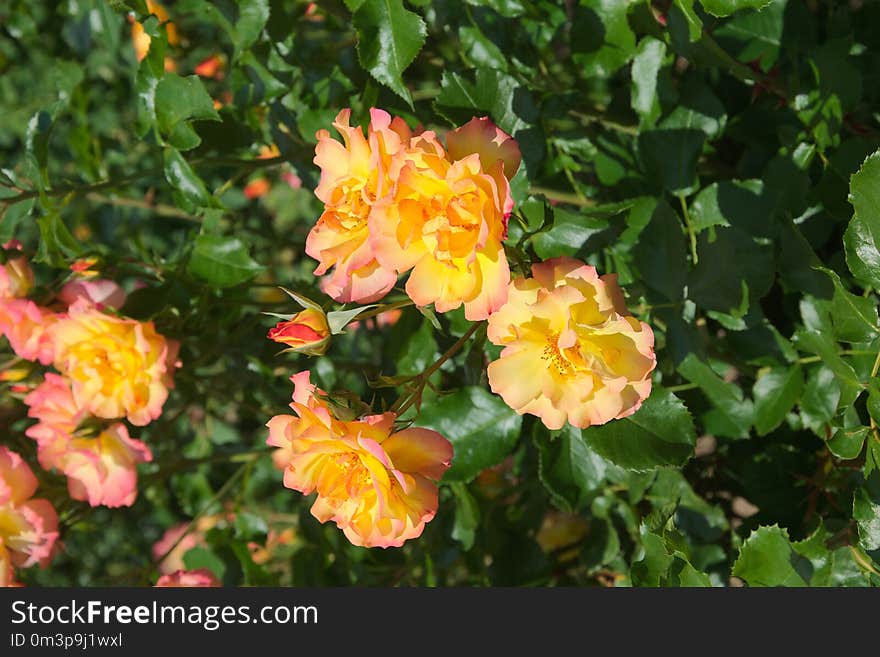 Flower, Rose Family, Flowering Plant, Rose