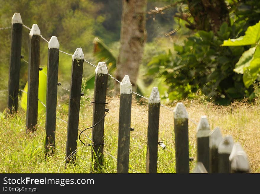 Grass, Fence, Tree, Outdoor Structure