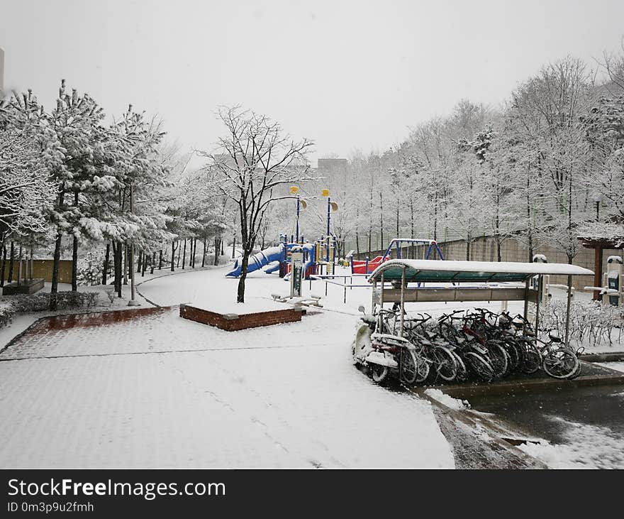 Snow, Winter, Freezing, Tree